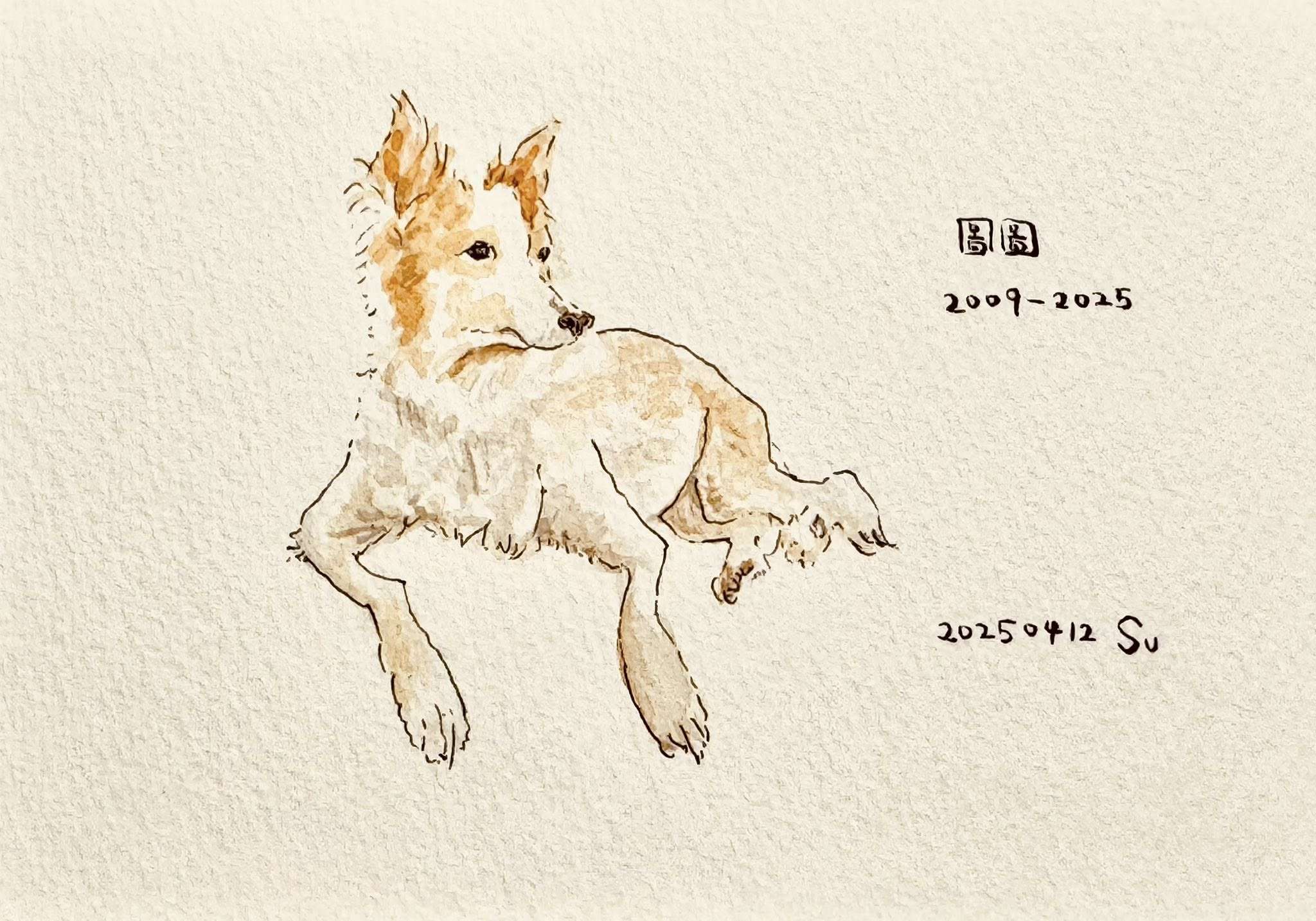 陪伴16年愛犬「圖圖」離世 蘇俊賓曝不再養寵物真相讓人淚崩 488595694 1260903169165834 6461338867136180254 n