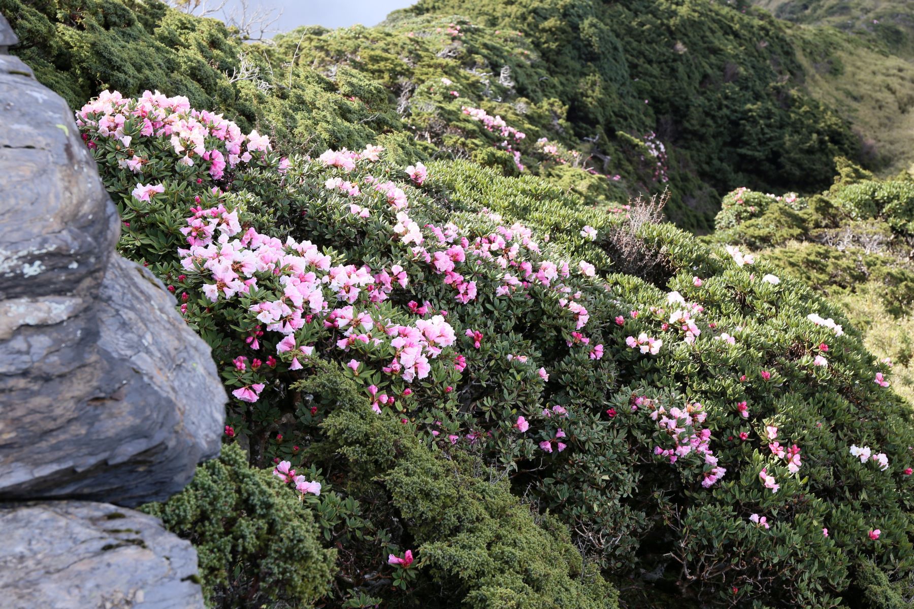 合歡山清境淨山小旅行 報名開跑