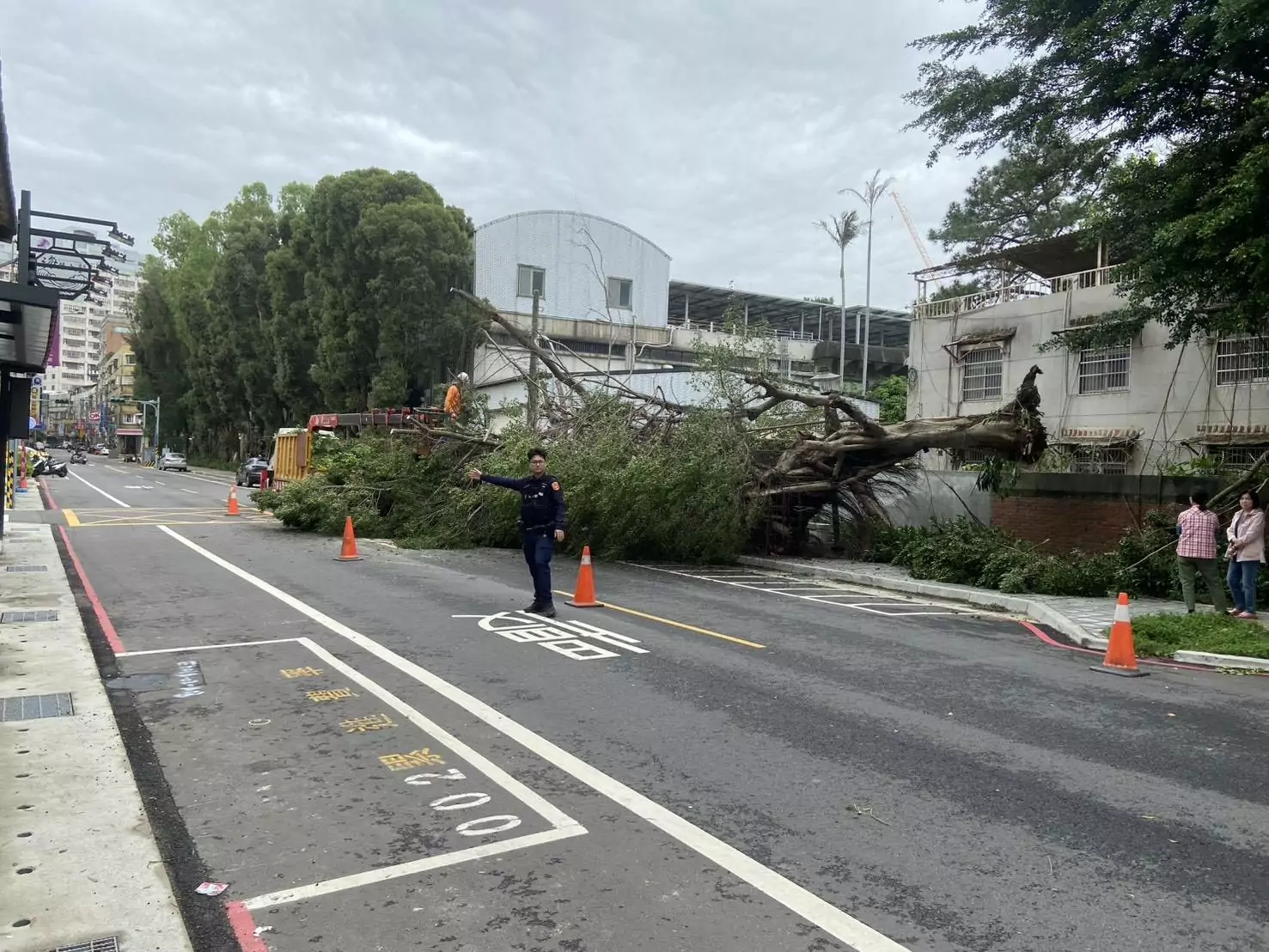 暴雨來襲造成路樹倒塌 桃警封鎖路段確保行車安全 暴雨來襲造成路樹倒塌 桃警封鎖路段確保行車安全