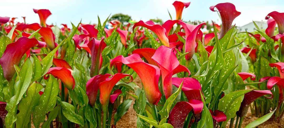 桃園彩色海芋季「西瓜節種植日」熱鬧登場 環保紙農膜落實永續 807285 0