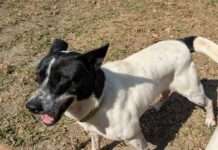 桃園公私協力把關遊蕩犬見成效 絕育數破9400列北台灣第一