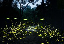 盤點桃園賞螢秘境 與黑夜精靈度過浪漫夜晚