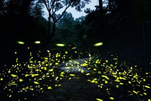 盤點桃園賞螢秘境 與黑夜精靈度過浪漫夜晚