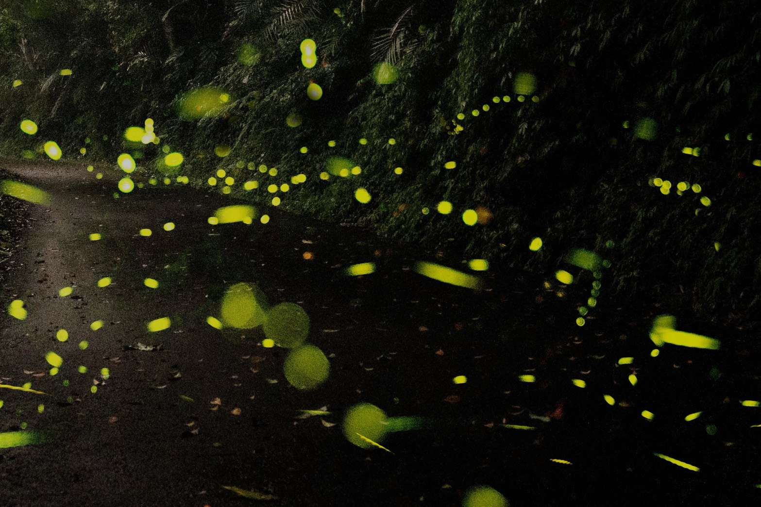 盤點桃園賞螢秘境 與黑夜精靈度過浪漫夜晚 S 18087946 0