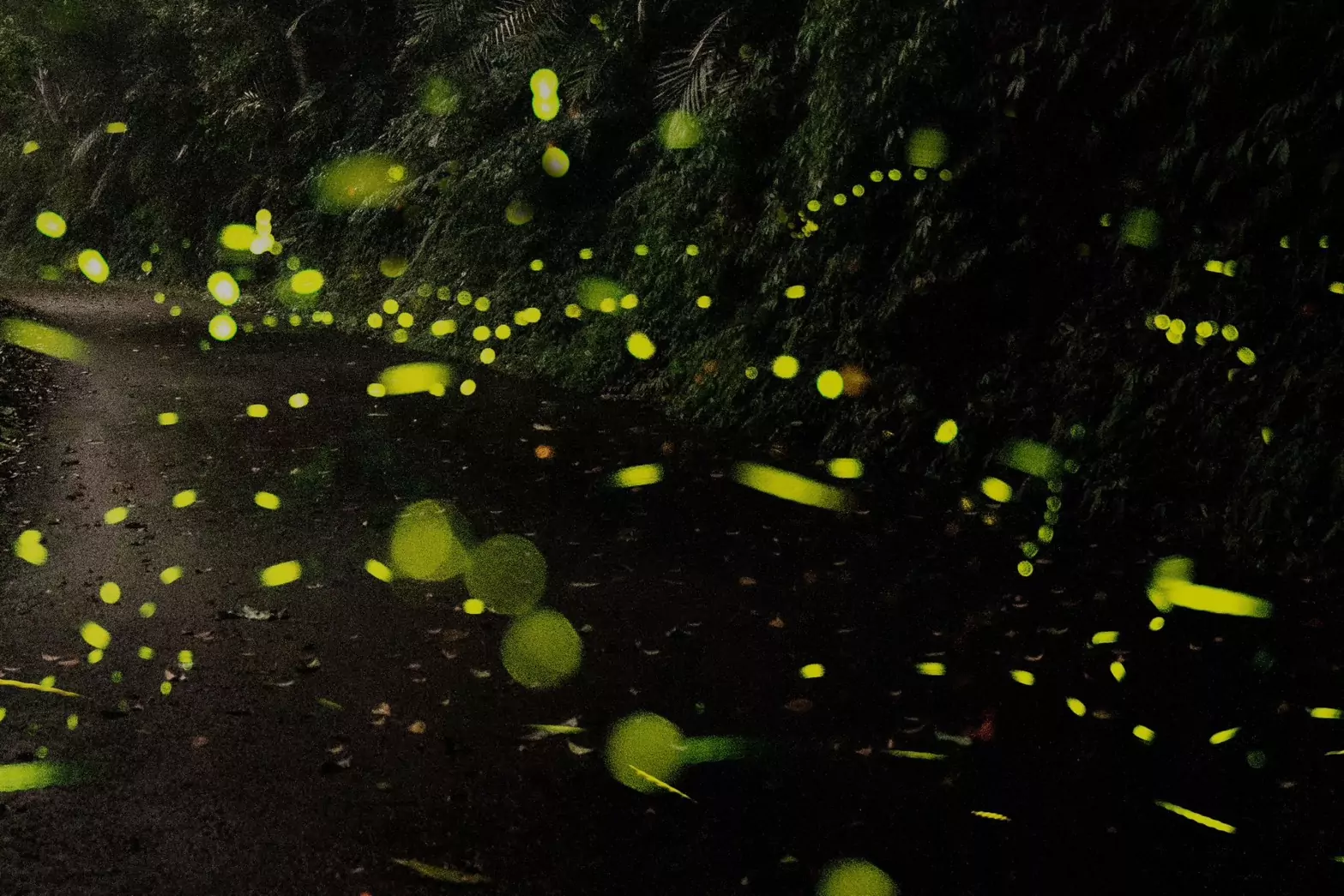 盤點桃園賞螢秘境 與黑夜精靈度過浪漫夜晚 S 18087946 0