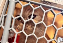 疑不滿分手!桃園男狠砸女友貓出氣1死1重傷 竟還藏屍天花板