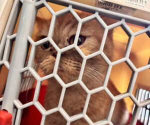 疑不滿分手！桃園男狠砸女友貓出氣1死1重傷 竟還藏屍天花板