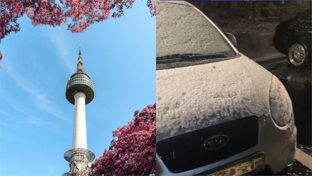 南韓百年來首降「4月雪」 罕見與櫻花齊放