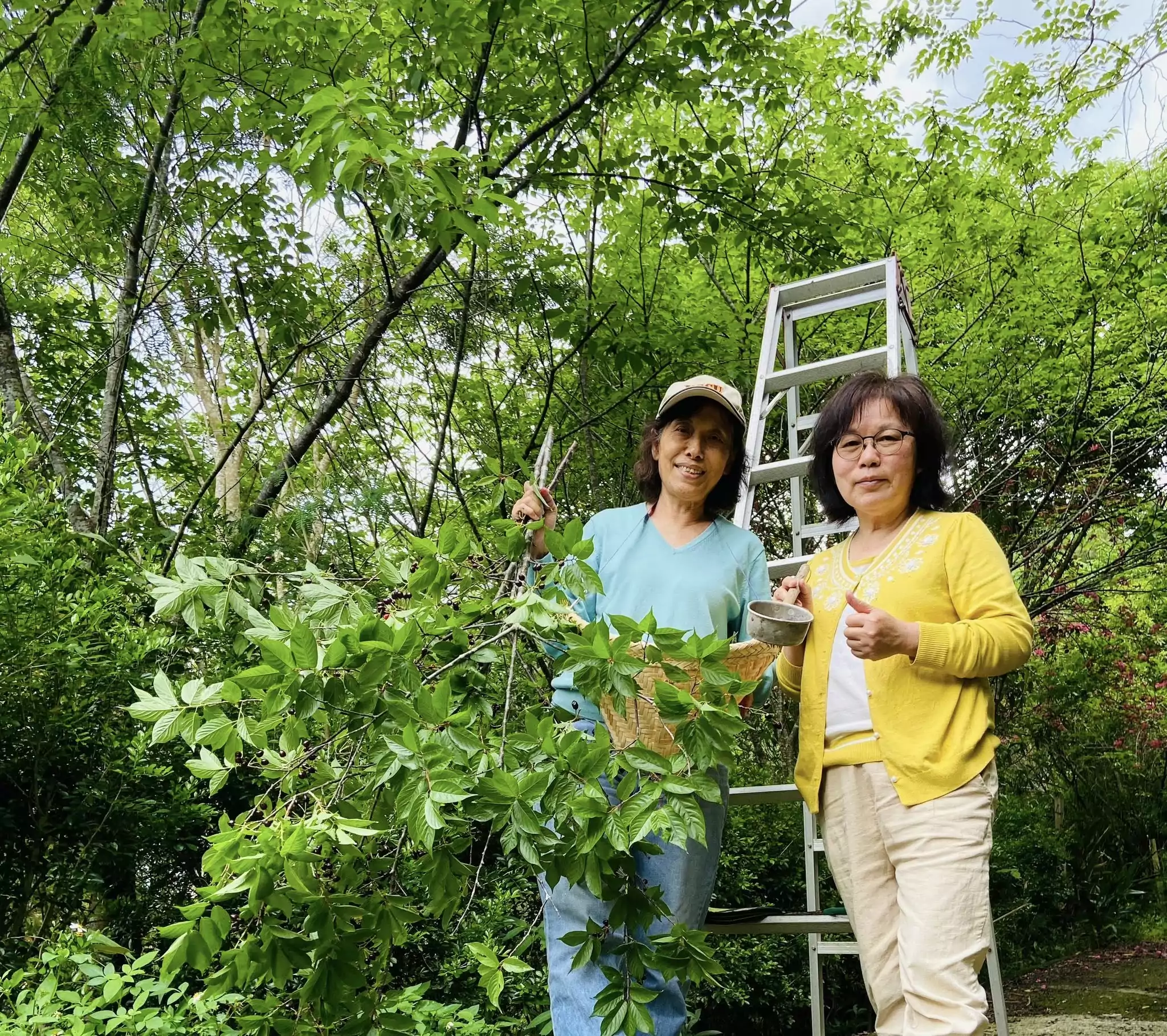 副刊/上山釀櫻花果酒 0506副刊採櫻花果 0