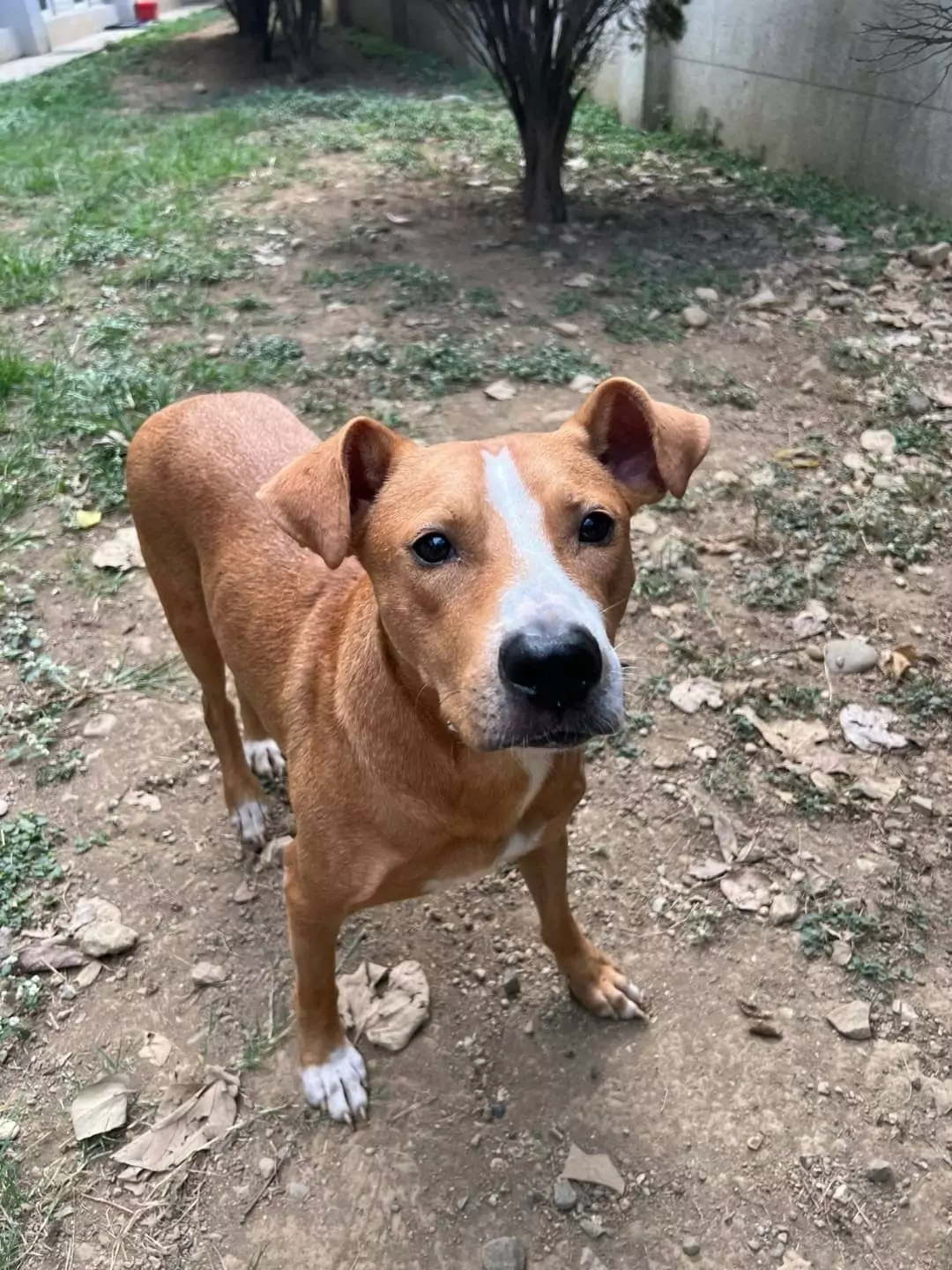 鼓勵領養代替購買!桃園動保園區認養犬貓享免費傳染病預防措施、遺體火化服務 301441 0
