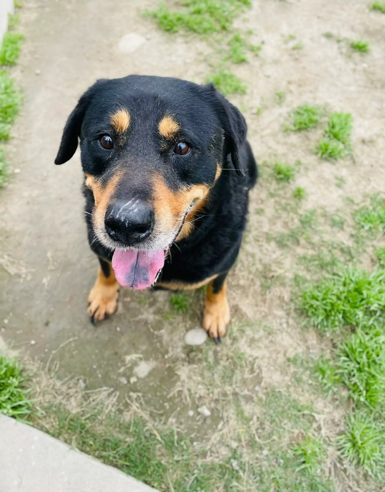 鼓勵領養代替購買!桃園動保園區認養犬貓享免費傳染病預防措施、遺體火化服務 301445 0