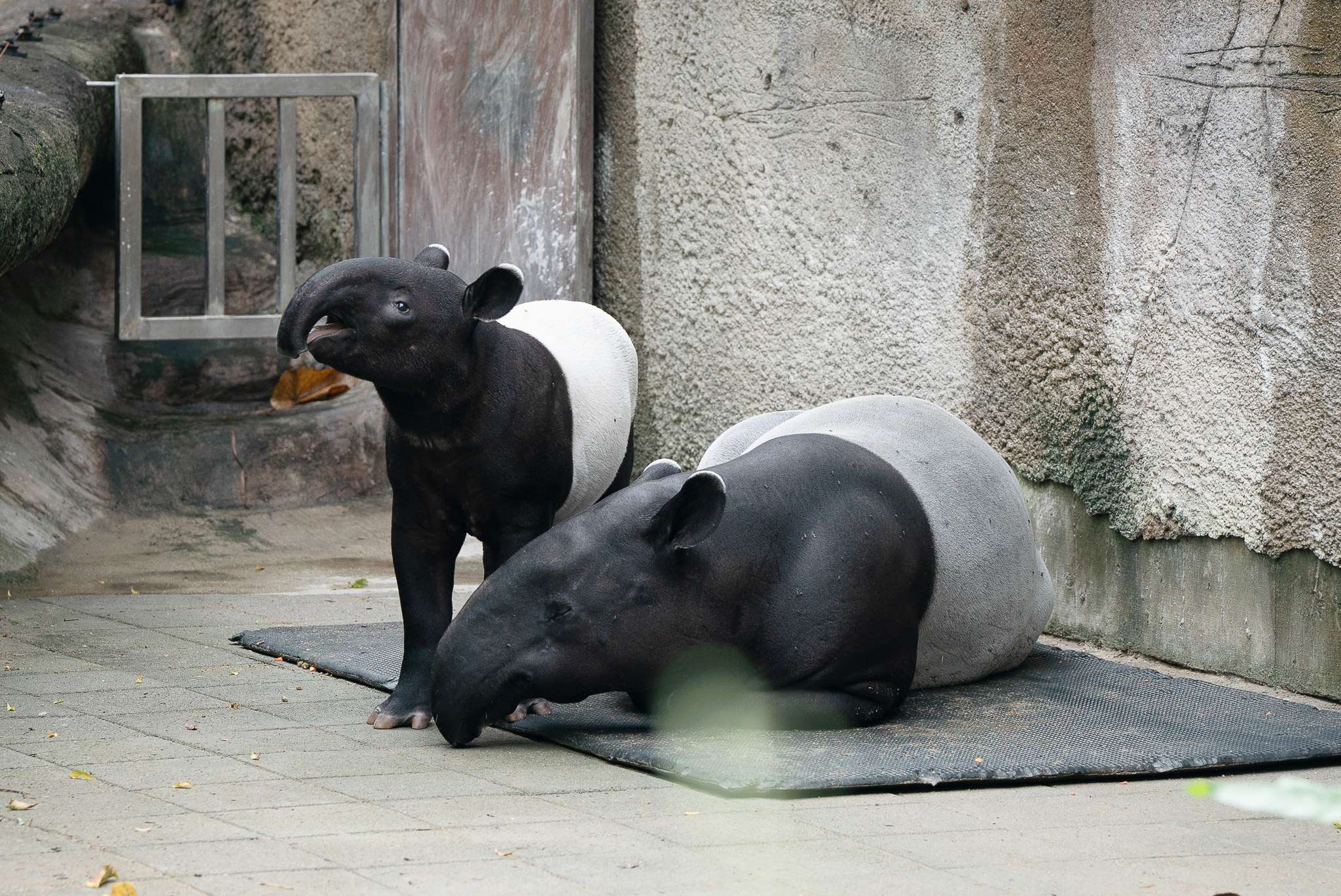溫馨母親節!動物園為紅毛猩猩、馬來貘媽媽準備下午茶 4630 0