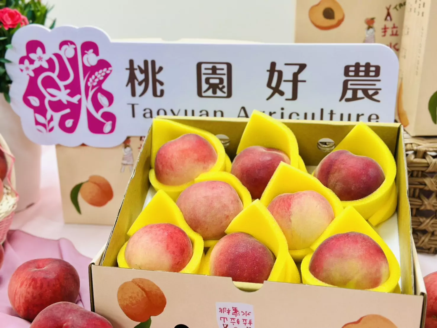 桃園媽媽桃產季開跑!農業局曝產量預計增2成 桃園媽媽桃產季開跑!農業局曝產量預計增2成