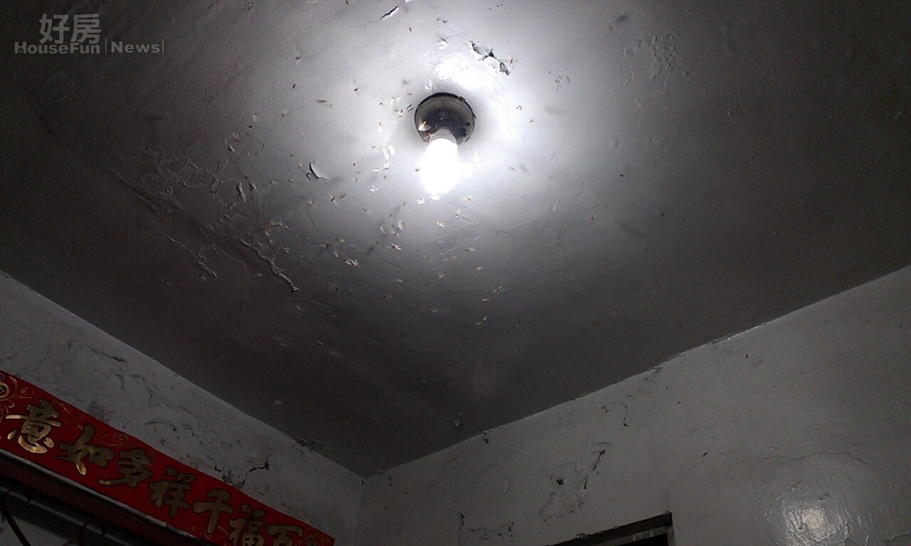 天氣潮濕白蟻大軍入侵!3種裝潢藏陷阱…4招避開蛀蝕危機