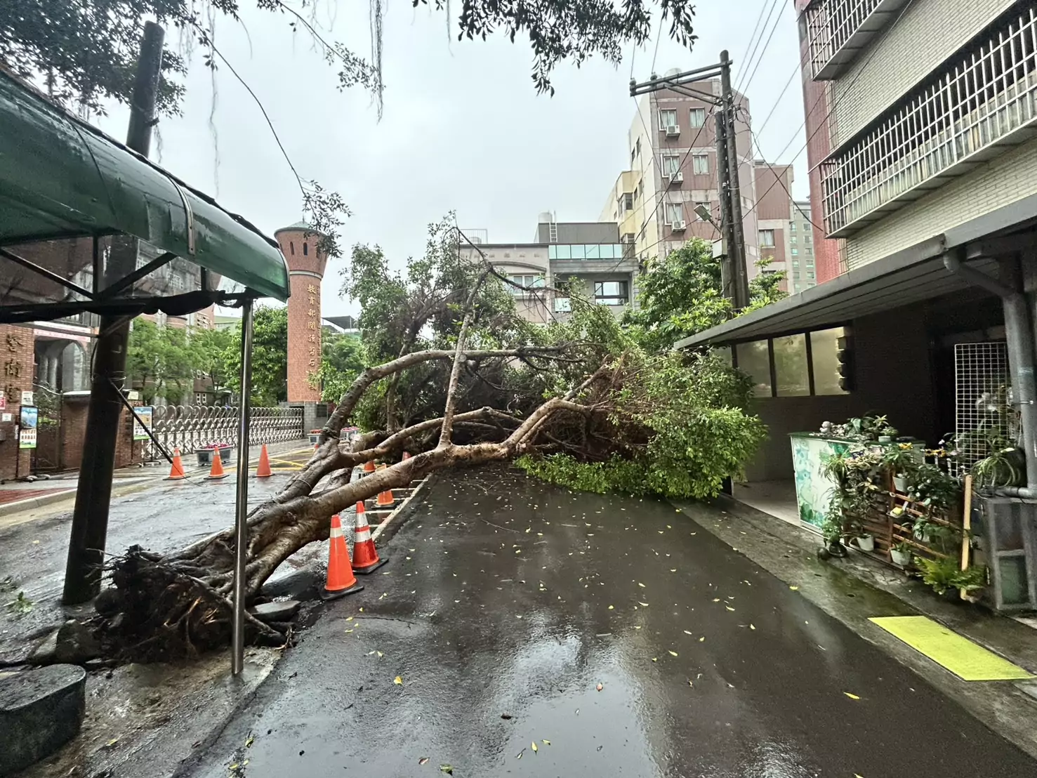 龜山幸福國小前路樹倒塌 連根拔起阻擋交通警方疏導中 S__13689096_0