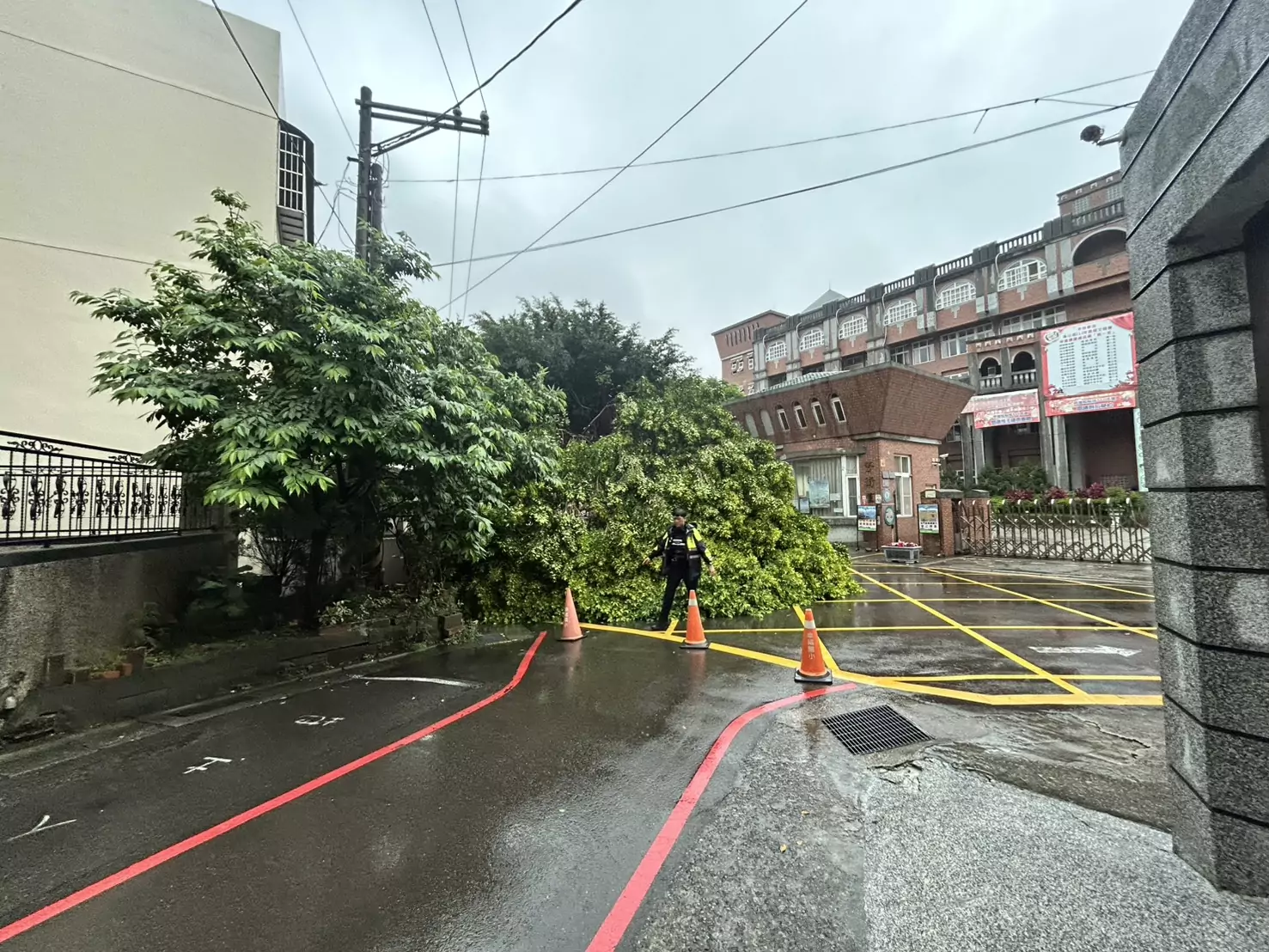 龜山幸福國小前路樹倒塌 連根拔起阻擋交通警方疏導中 S__13689096_0