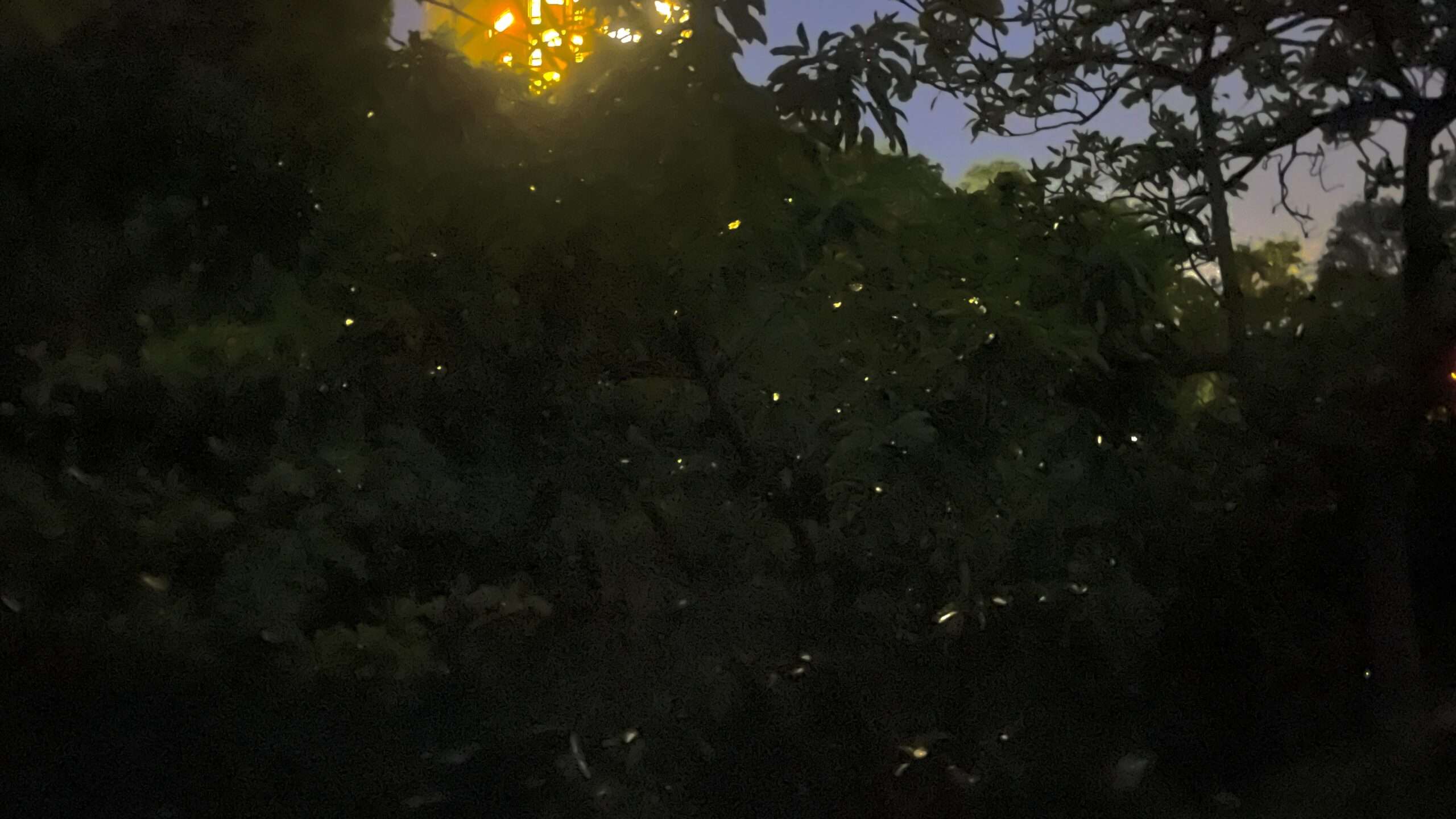 S__101392409_0