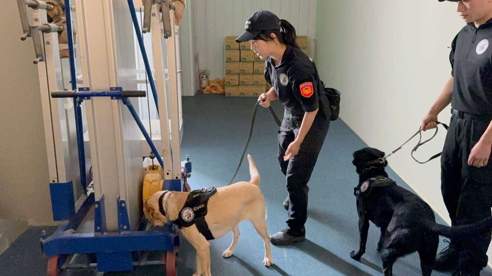 世壯運壁球賽場全面安檢 蘆竹分局攜警犬排除危害確保萬全 S__17367160