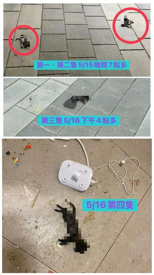 蘆竹社宅頻傳幼貓墜樓 破門驚見幼貓、鴿子屍體 S__17367160