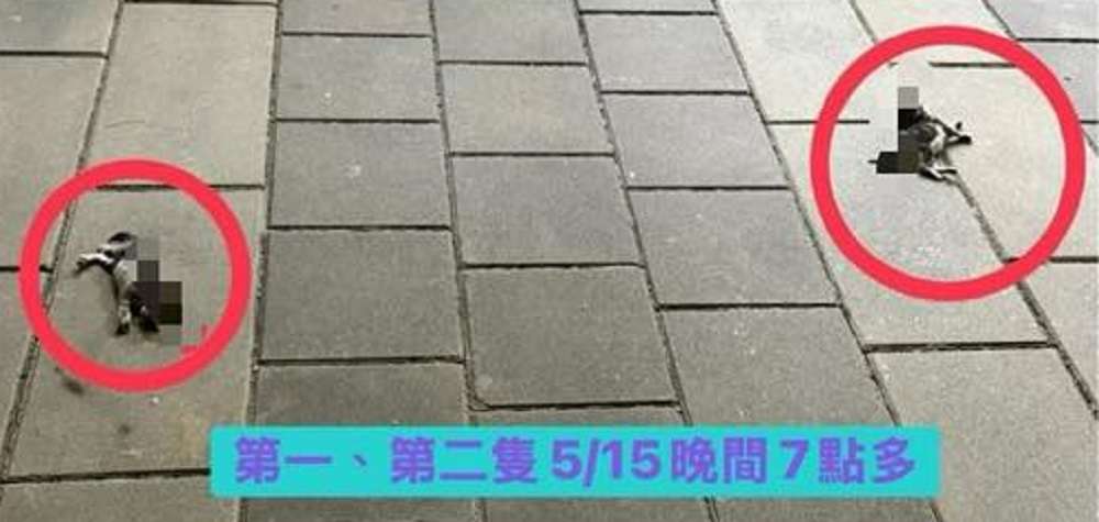 蘆竹社宅頻傳幼貓墜樓 破門驚見幼貓、鴿子屍體
