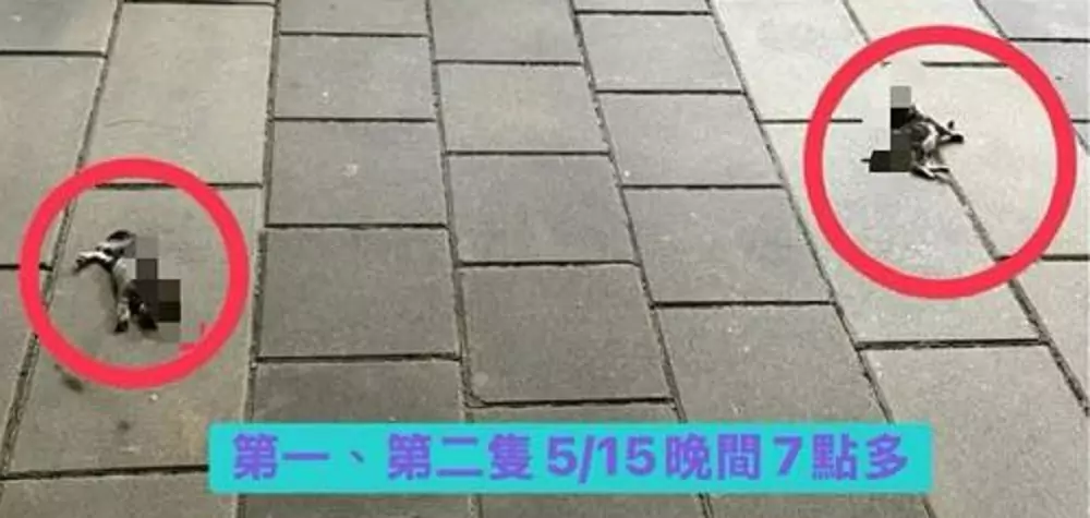 蘆竹社宅頻傳幼貓墜樓 破門驚見幼貓、鴿子屍體 S__17367160