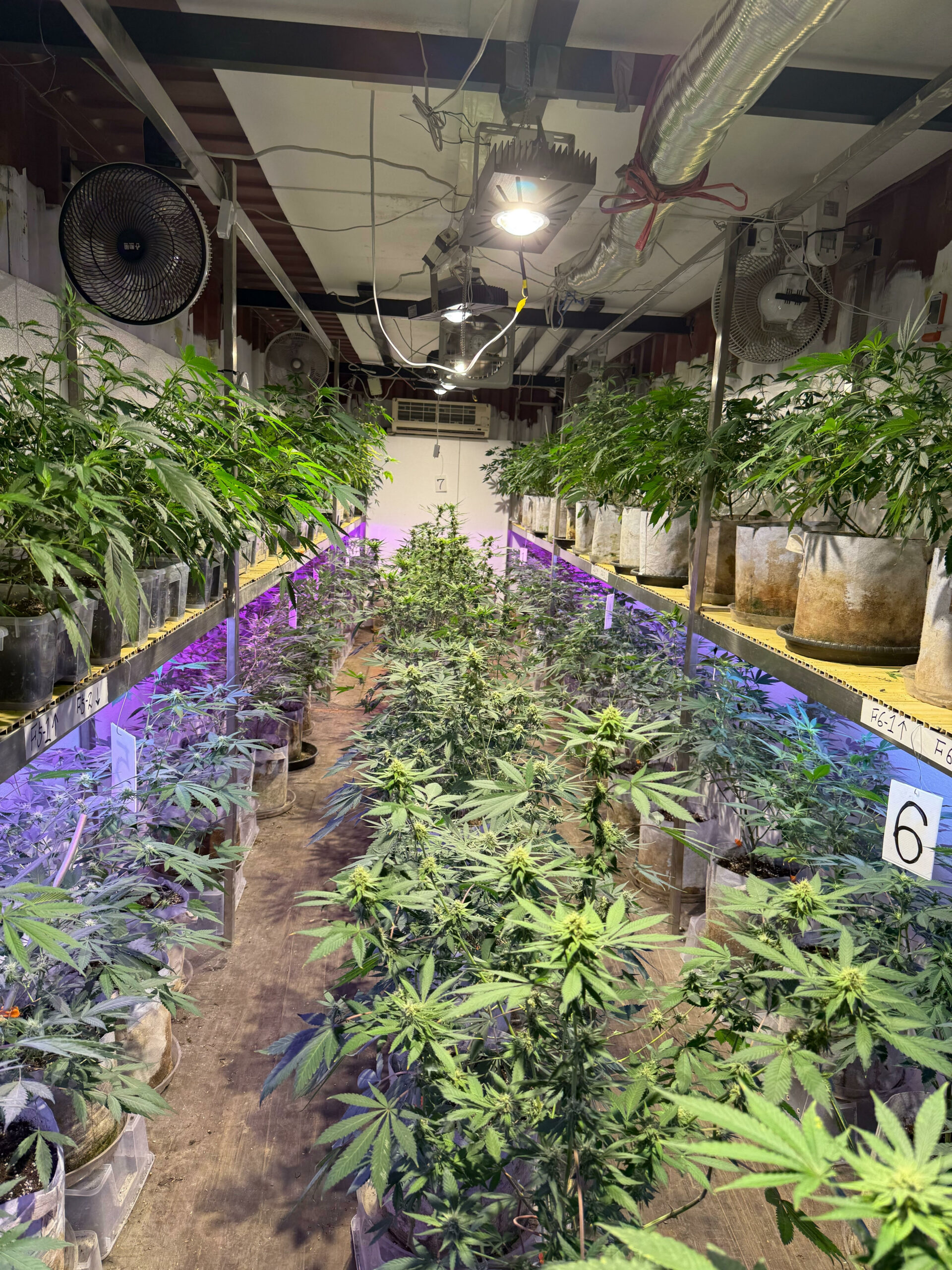 桃警查獲開心農場!他靠有「雞」栽培讓大麻植株長到半個成人高 img 1748484579 8776 scaled
