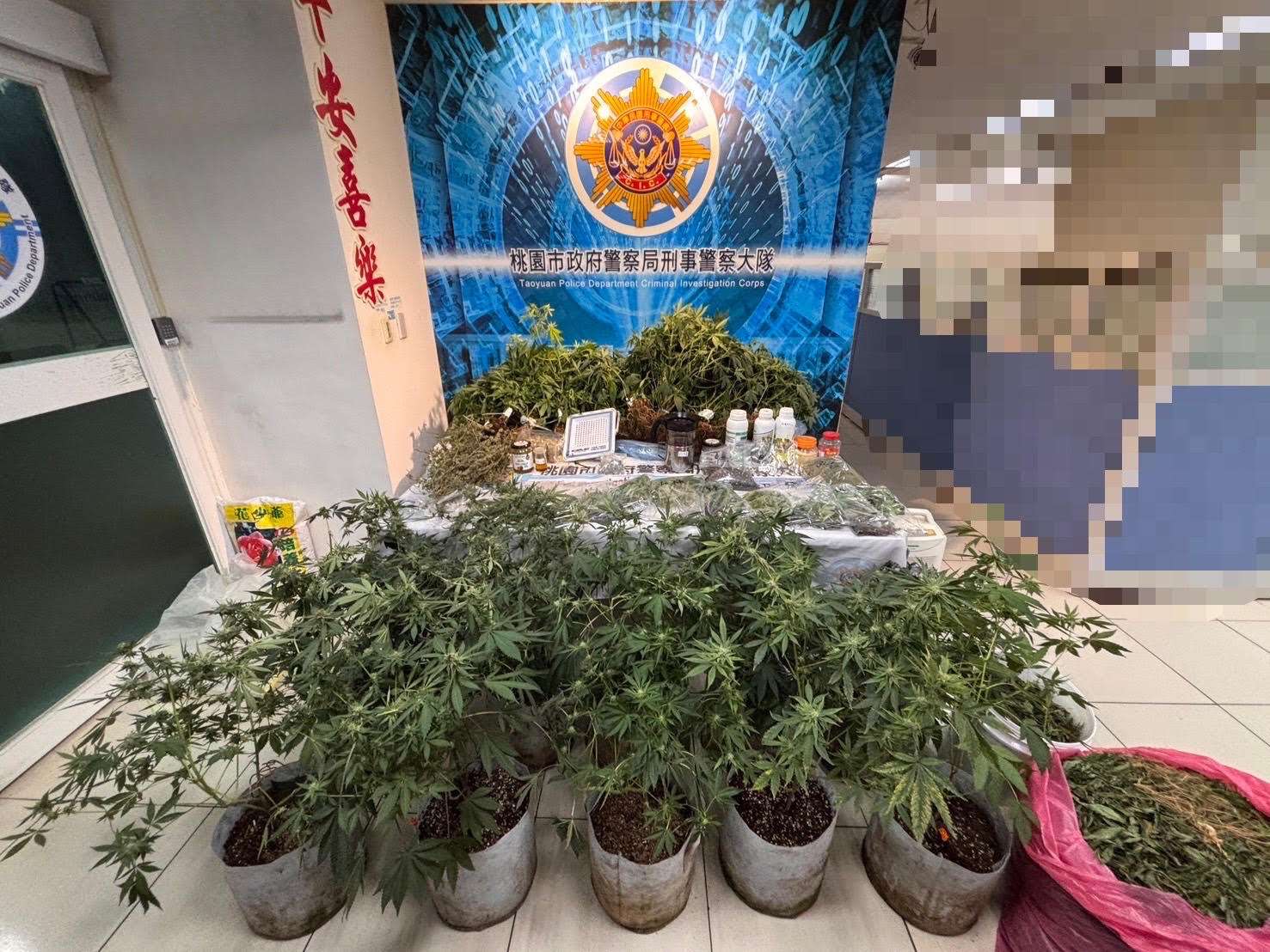 桃警查獲開心農場!他靠有「雞」栽培讓大麻植株長到半個成人高 img 1748484584 1111