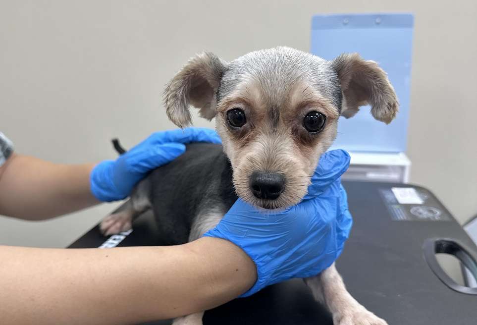 貨櫃屋內疑藏非法犬隻繁殖場 桃園動保處:最高可罰300萬