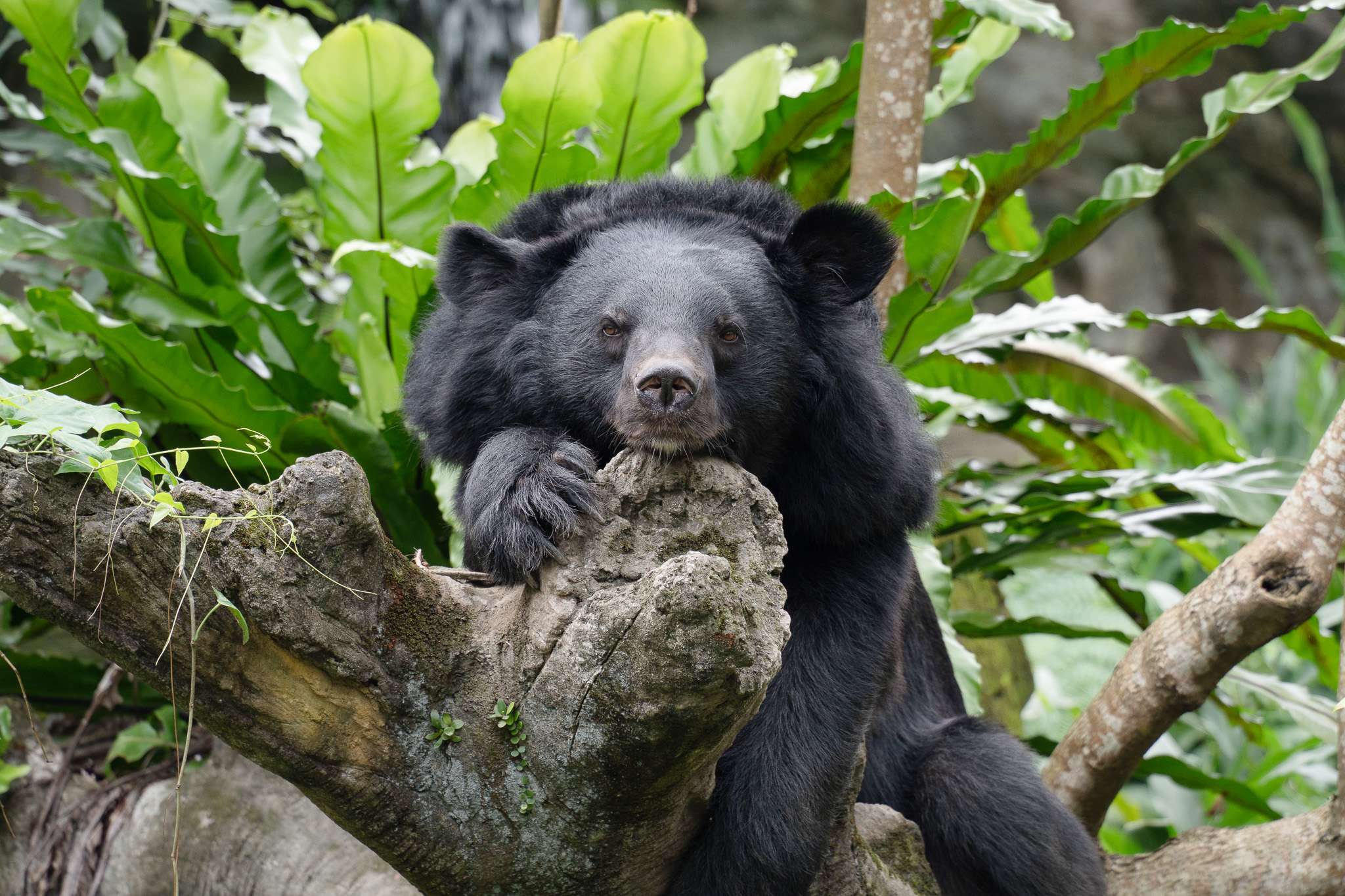 動物園暑期營隊5/31報名開跑 夜宿體驗留下難忘回憶 5479_0