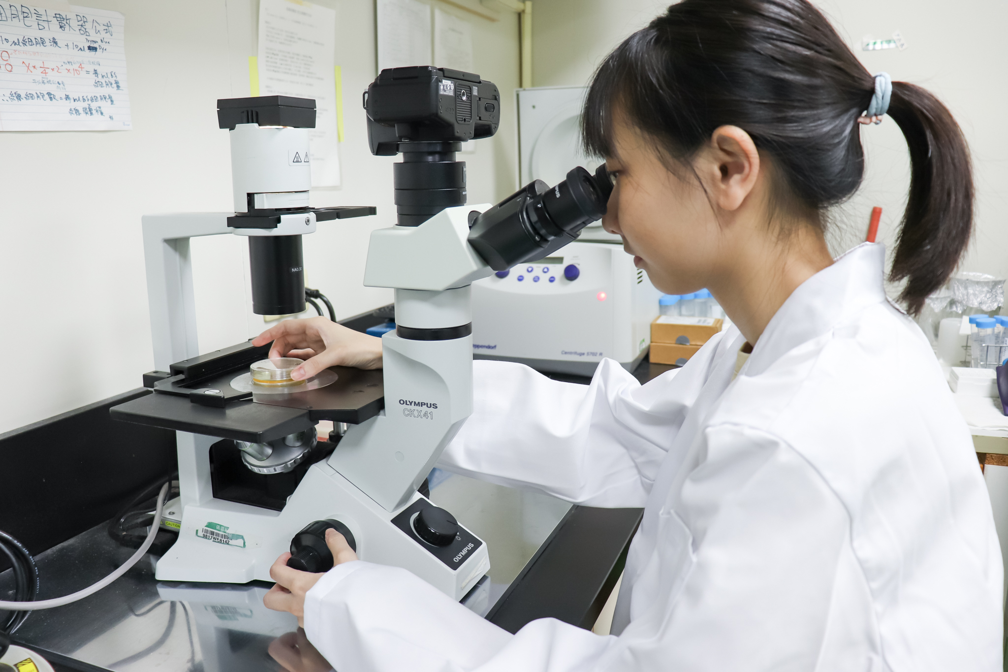 長庚大學團隊建立再生醫療新方向 客製化細胞修護兔子視力 3148484 3