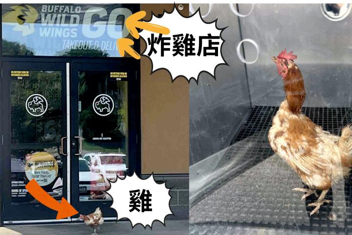 險成料理?迷路母雞闖炸雞店 反轉結局曝光