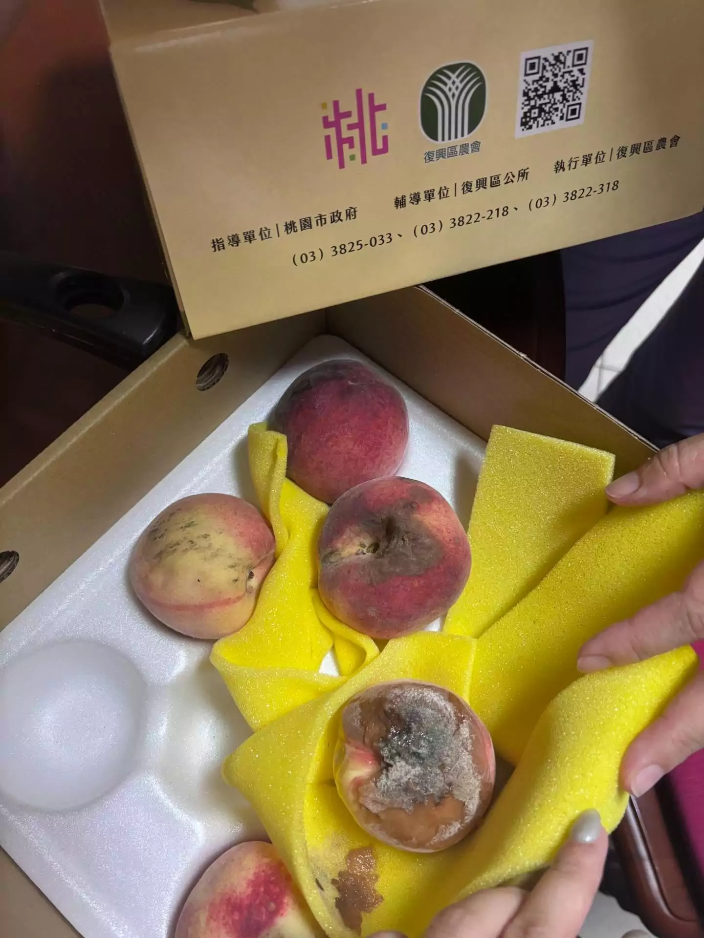 買拉拉山水蜜桃整盒爛光「剩1顆能吃」!桃園農業局教你安心購買 504823381 17913124599105832 402472800234913247 n