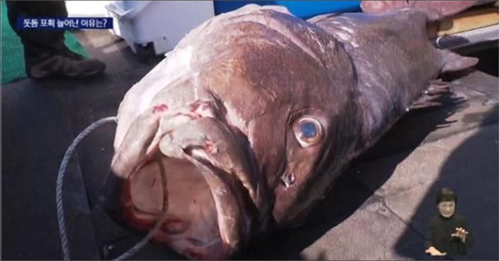 7/5大地震前兆?韓5度捕獲「龍宮使者」引擔憂