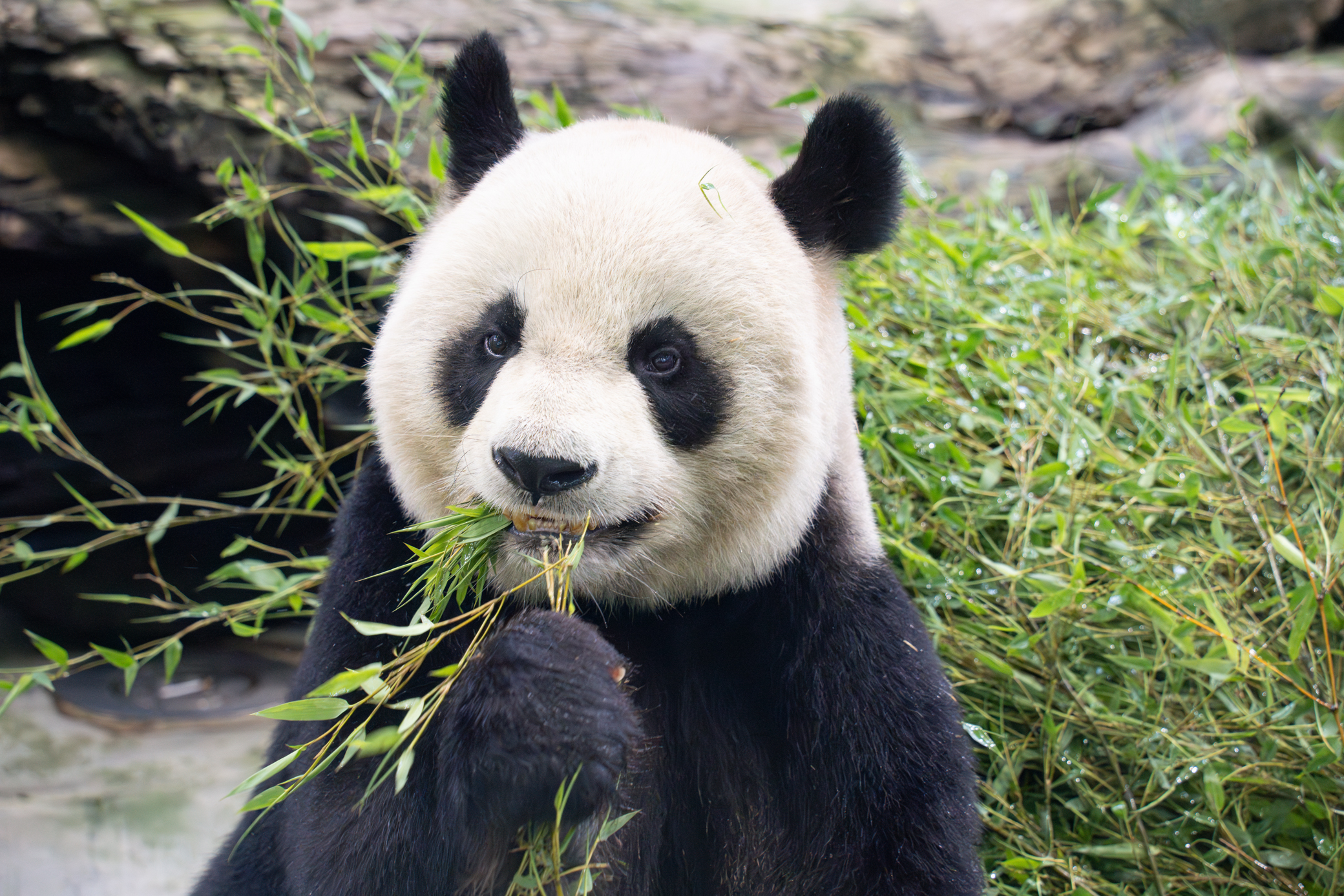 大貓熊家族迎生日 動物園舉辦派對活動 5933 0