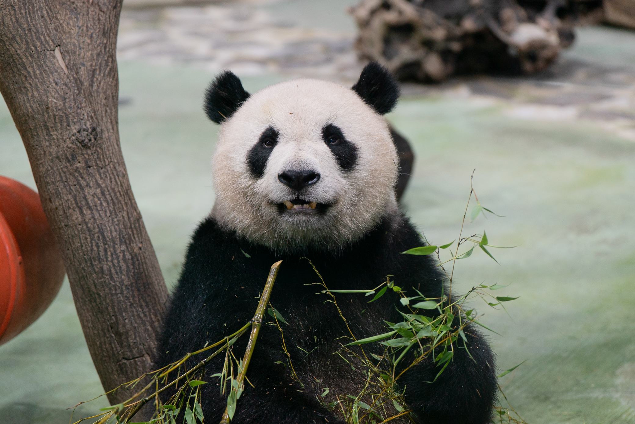 大貓熊家族迎生日 動物園舉辦派對活動 5934 0