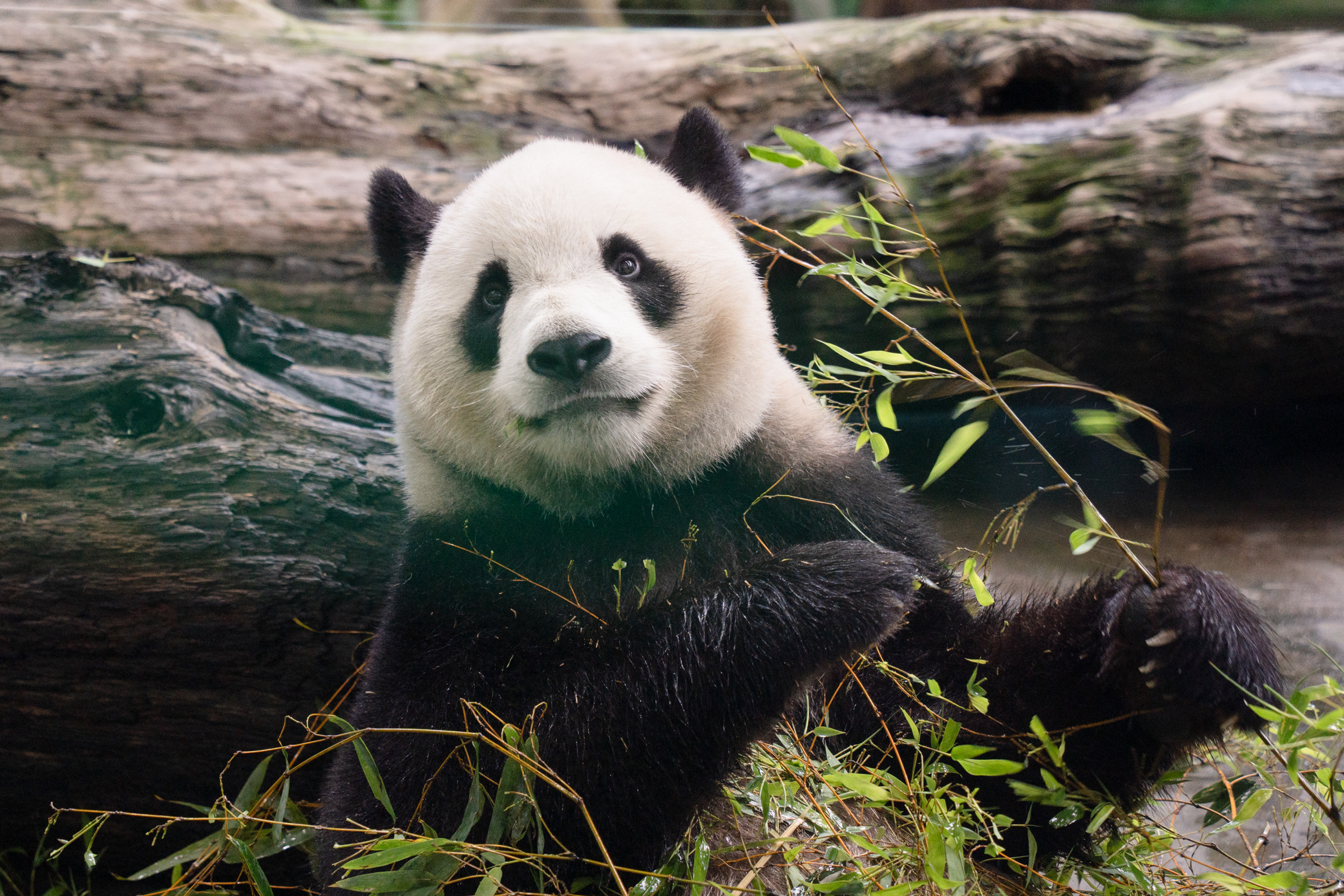大貓熊家族迎生日 動物園舉辦派對活動 5935 0