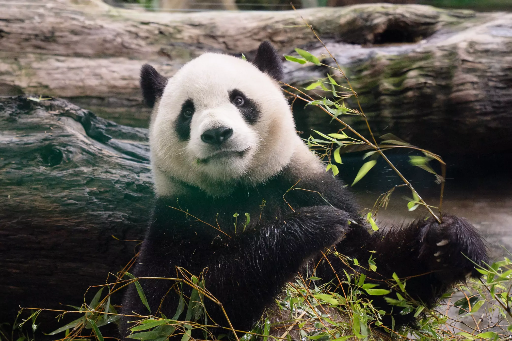 大貓熊家族迎生日 動物園舉辦派對活動 5935 0