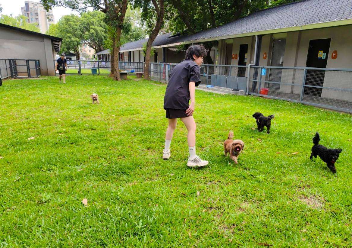 桃園打造友善毛孩城市獲好評 全台首座公立寵物游泳池這時開放 842289 0