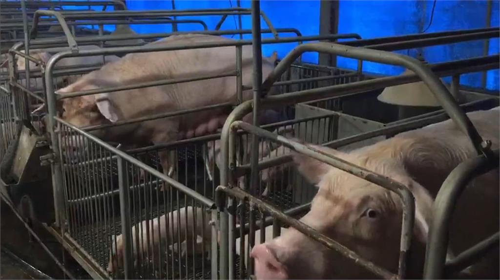 端午後持續高漲? 豬肉價格飆破百元 養豬協會曝原因