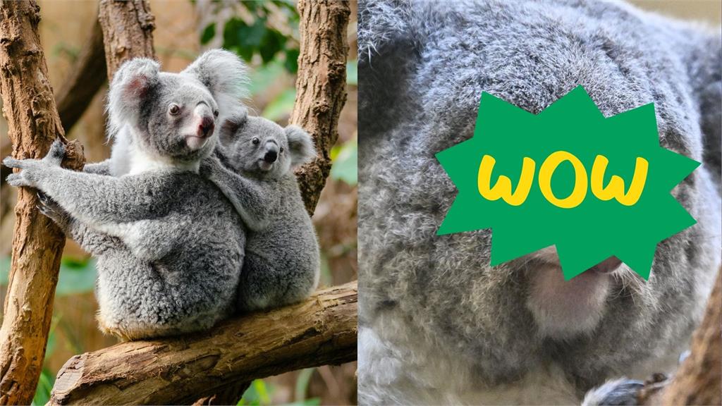 日本厭世無尾熊Kirara爆紅 倦怠表情遭網笑像社畜代表