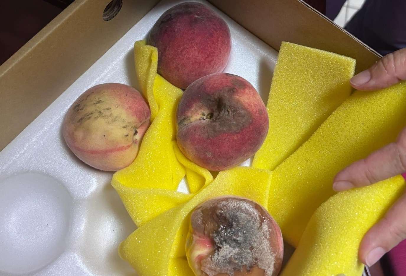 買拉拉山水蜜桃整盒爛光「剩1顆能吃」!桃園農業局教你安心購買