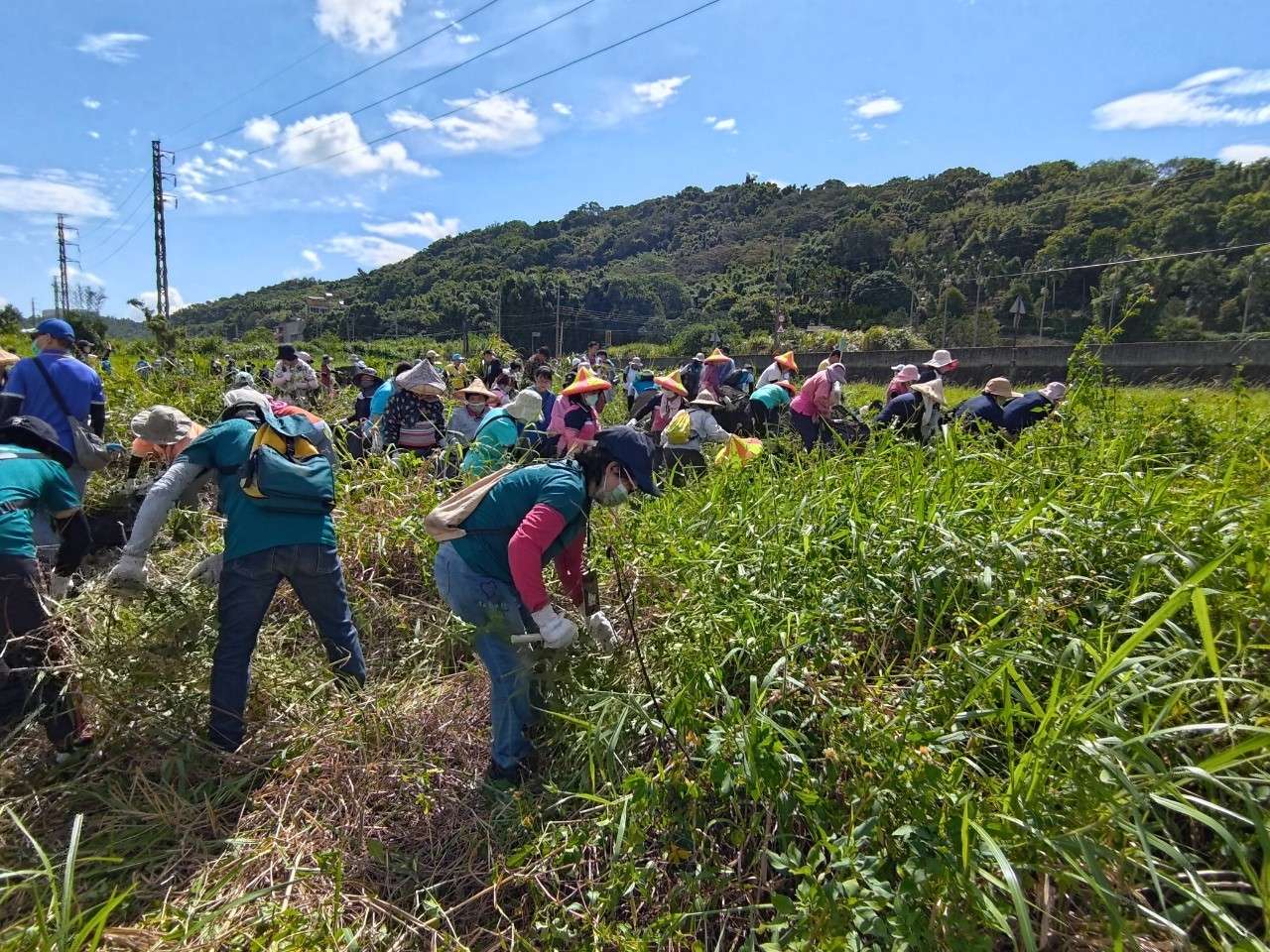 盼全力清除「小花蔓澤蘭」桃園調升每公斤收購價 839865_0