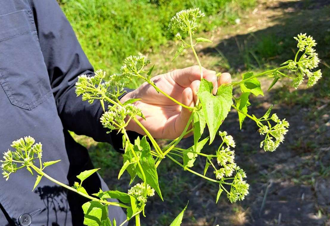 盼全力清除「小花蔓澤蘭」桃園調升每公斤收購價 839866_0