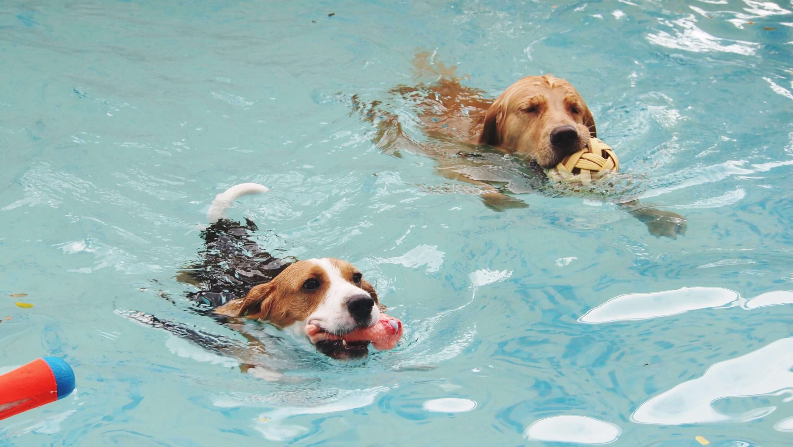 桃園毛孩復健泳池7月啟用 關懷高齡犬隻健康福祉再升級