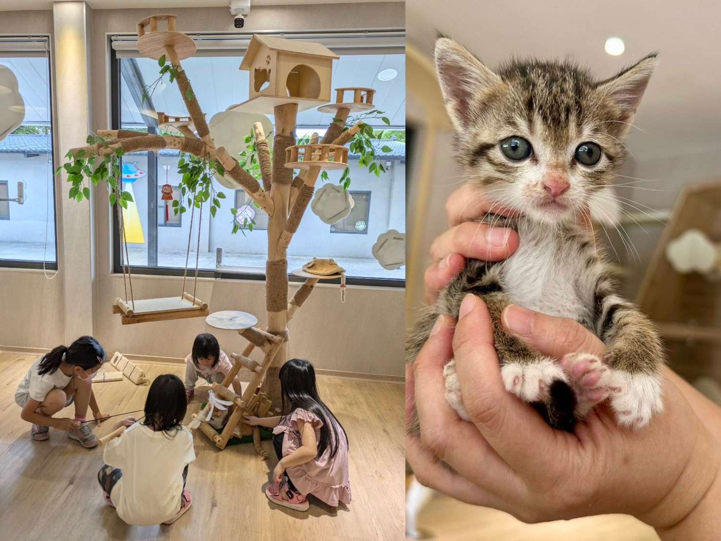 養貓前5個關鍵準備!桃園動保處:多互動、快健檢、早接種