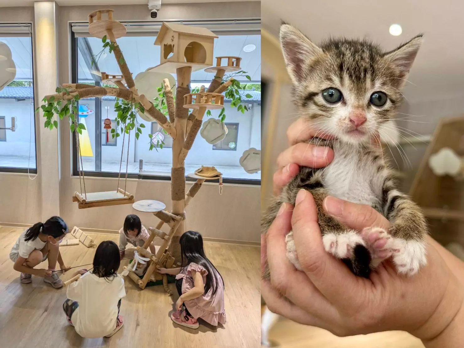 養貓前5個關鍵準備!桃園動保處:多互動、快健檢、早接種 養貓前5個關鍵準備!桃園動保處:多互動、快健檢、早接種
