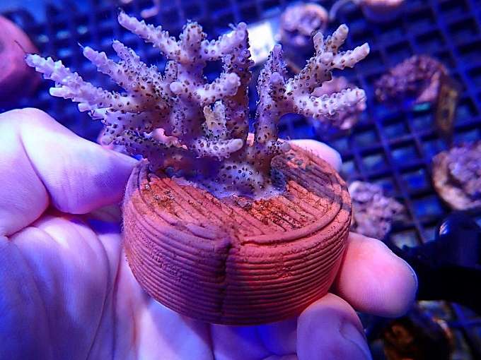 龍華科大攜手海洋大學USR創新珊瑚復育低碳技術 打造海洋永續新篇章 3