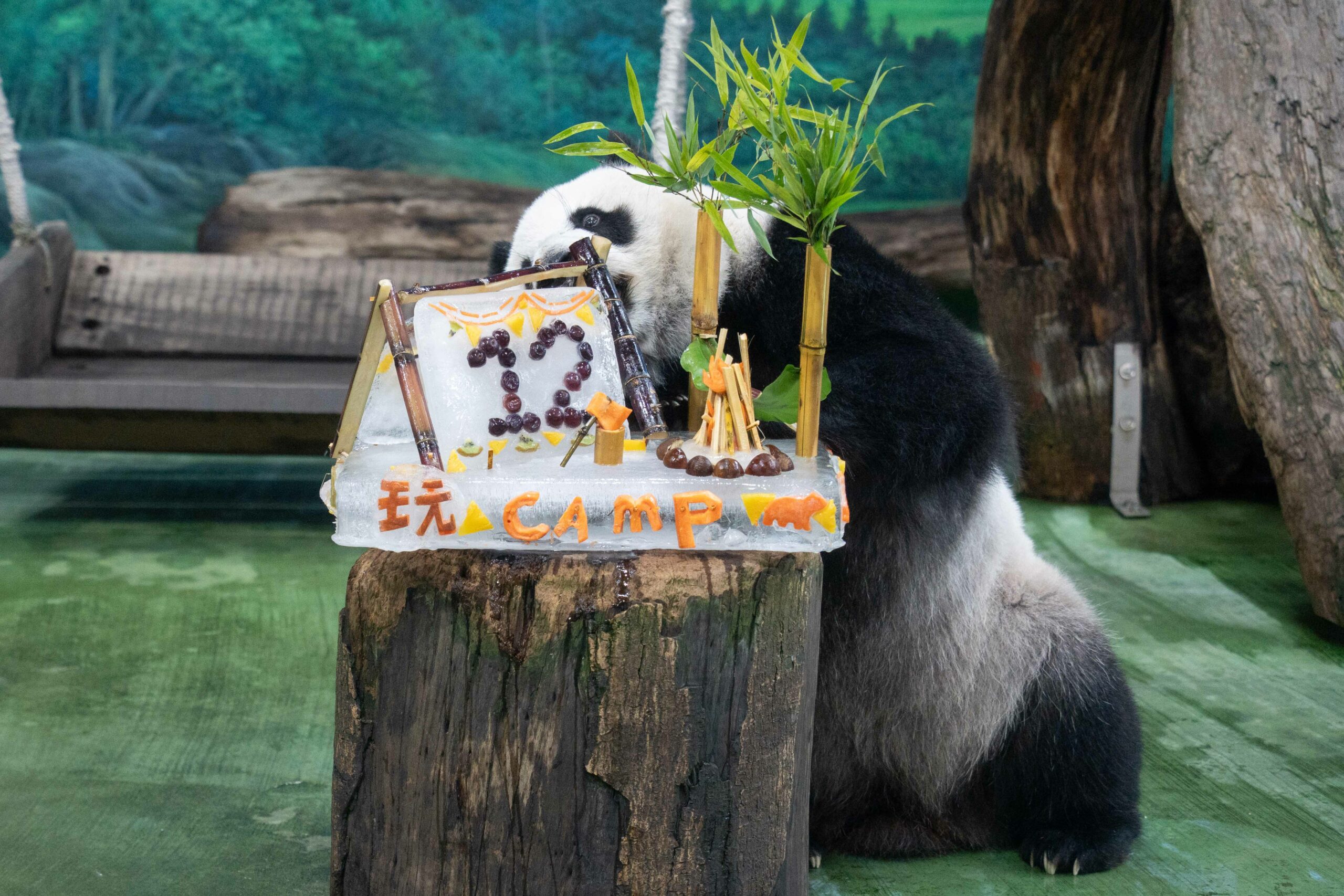 大貓熊圓仔12歲生日 動物園送「露營冰蛋糕」慶生超萌吸睛 「圓仔」接著進攻作為「帳篷支架」的甘蔗 scaled