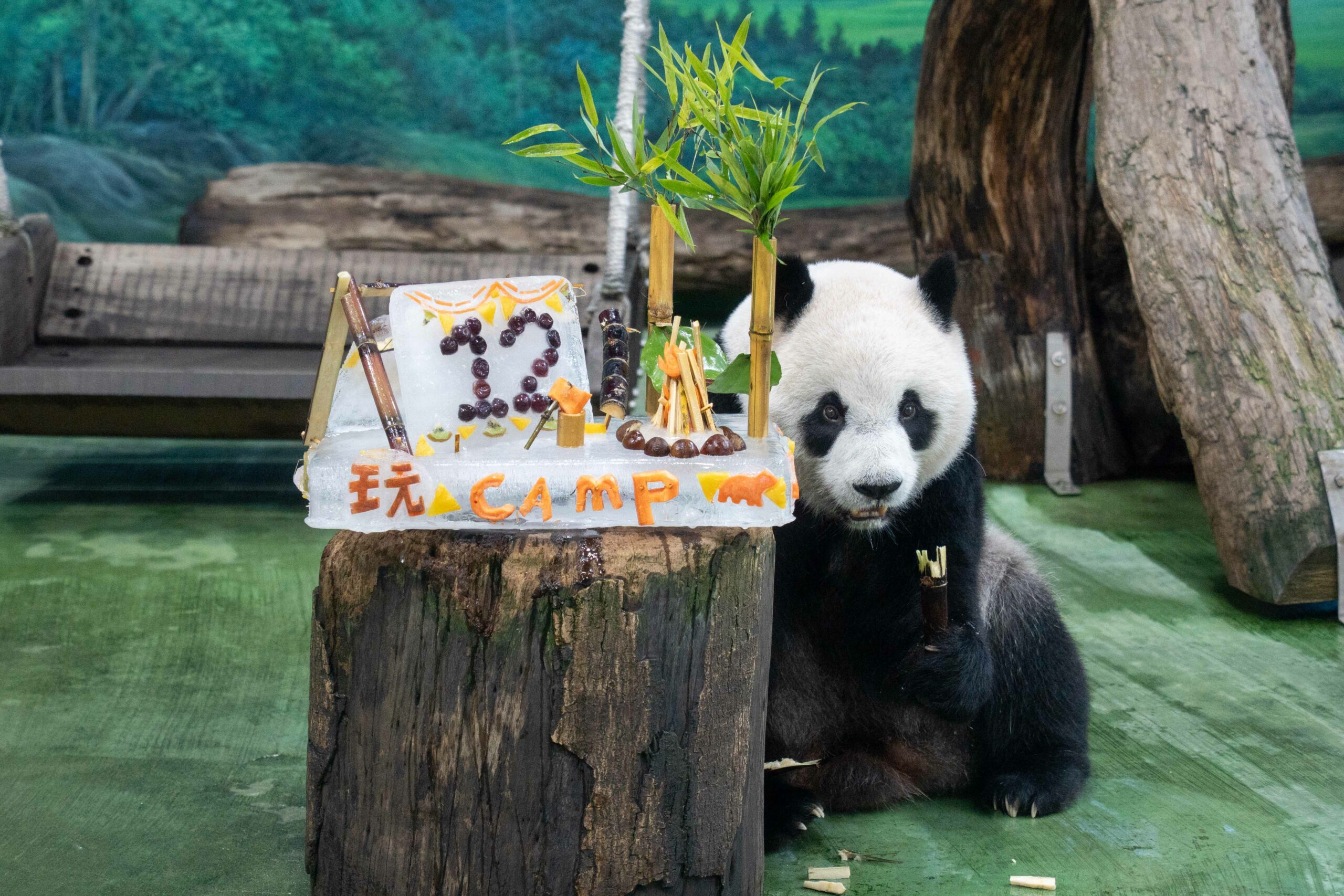 大貓熊圓仔12歲生日 動物園送「露營冰蛋糕」慶生超萌吸睛 嚼著甘蔗「圓仔」對自己的12歲蛋糕顯得很滿意 scaled