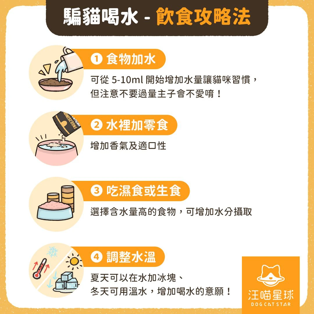 高溫飆破38°C毛孩中暑激增 汪喵星球聯手獸醫提醒3大熱傷害警訊 圖3、針對貓咪飲水量偏低的情況,透過飲食結構調整及水溫設計,有助於建立穩定的補水